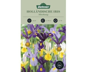 Dehner Blumenzwiebel Schwertlilien-Mischung, Lila,Gelb,Lavendel,Weiß