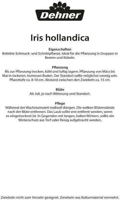 Dehner Dehner Blumenzwiebel Schwertlilien-Mischung, Lila,Gelb,Lavendel,Weiß - side view