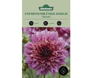 Dehner Blumenzwiebel Anemonenblütige Dahlie Mambo, Dunkelrot