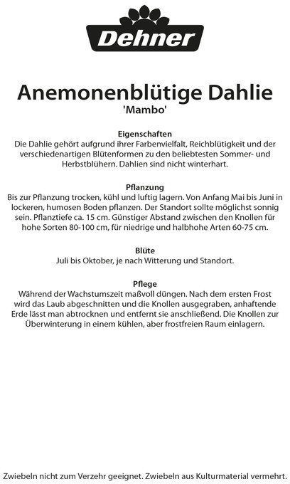 Dehner Dehner Blumenzwiebel Anemonenblütige Dahlie Mambo, Dunkelrot - side view