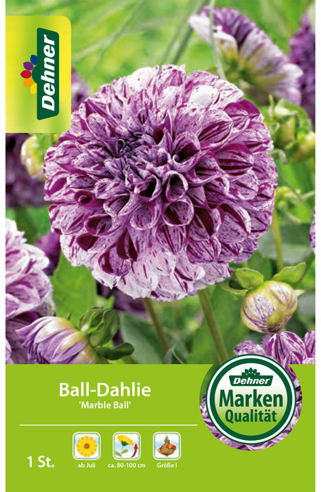 Dehner Dehner Blumenzwiebel Ball-Dahlie Marble Ball, Lila,Weiß - Product image 1 of 2