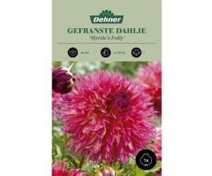 Dehner Blumenzwiebel Gefranste Dahlie Myrtle´s Folly, Pink