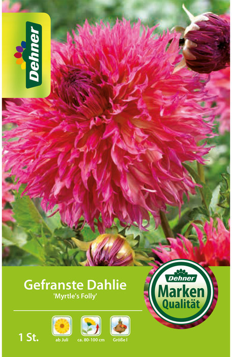 Dehner Dehner Blumenzwiebel Gefranste Dahlie Myrtle´s Folly, Pink - Product image 1 of 2