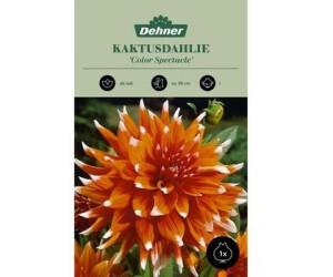 Dehner Blumenzwiebel Kaktusdahlie Color Spectacle, Orange,Weiß