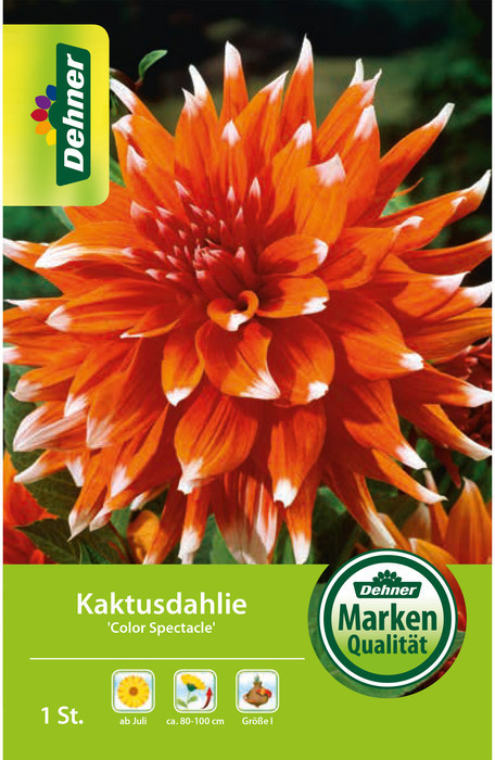 Dehner Dehner Blumenzwiebel Kaktusdahlie Color Spectacle, Orange,Weiß - Product image 1 of 2