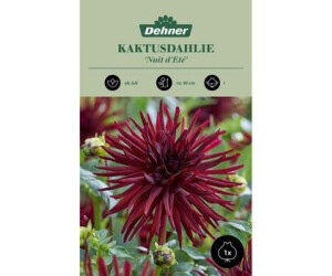 Dehner Blumenzwiebel Kaktusdahlie Nuit dEte, Dunkelrot