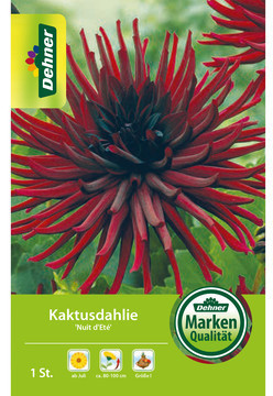 Dehner Dehner Blumenzwiebel Kaktusdahlie Nuit dEte, Dunkelrot - Product image 1 of 3