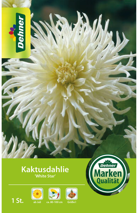 Dehner Dehner Blumenzwiebel Kaktusdahlie White Star, Weiß - side view