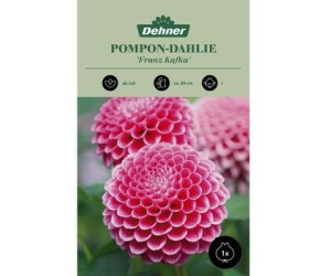Dehner Blumenzwiebel Ponpon-Dahlie Franz Kafka, Pink
