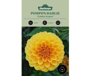 Dehner Blumenzwiebel Ponpon-Dahlie Golden Scepter, Gelb