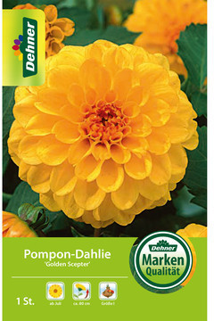 Dehner Dehner Blumenzwiebel Ponpon-Dahlie Golden Scepter, Gelb - Product image 1 of 3