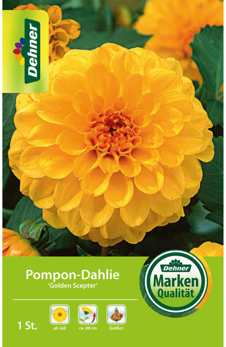Dehner Dehner Blumenzwiebel Ponpon-Dahlie Golden Scepter, Gelb - side view