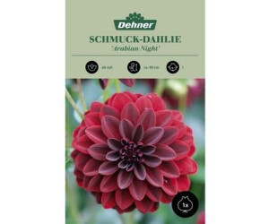 Dehner Blumenzwiebel Schmuck-Dahlie Arabian Night, Dunkelrot