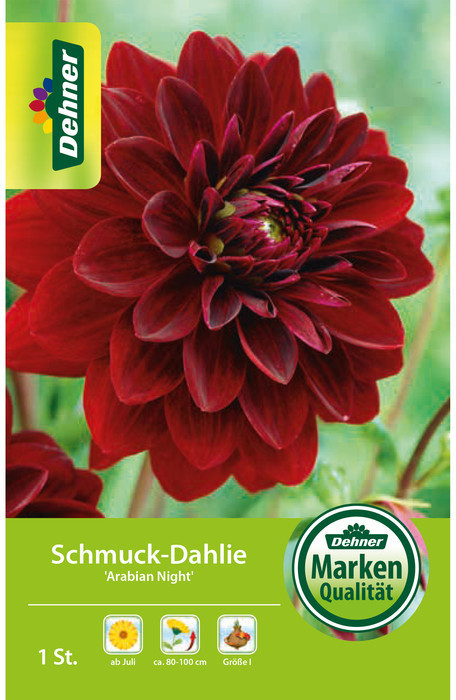 Dehner Dehner Blumenzwiebel Schmuck-Dahlie Arabian Night, Dunkelrot - side view