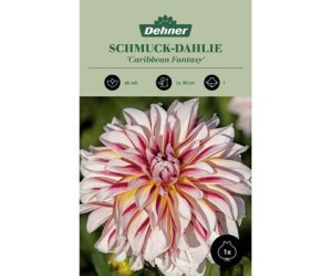 Dehner Blumenzwiebel Schmuck-Dahlie Caribbean Fantasy, Zartrosa,Pink,Gelb,Creme