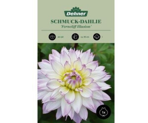 Dehner Blumenzwiebel Schmuck-Dahlie Ferncliff Illusion, Lila,Gelb,Weiß