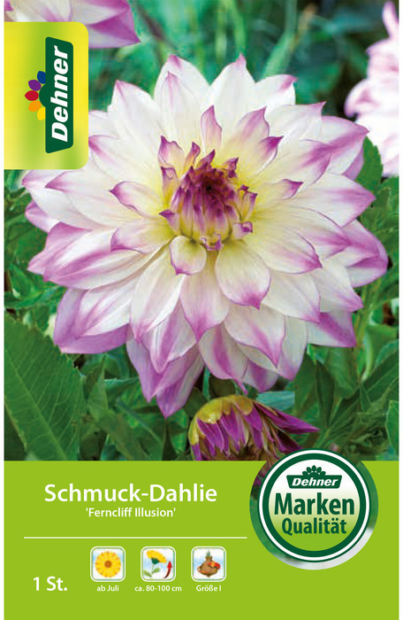 Dehner Dehner Blumenzwiebel Schmuck-Dahlie Ferncliff Illusion, Lila,Gelb,Weiß - Product image 1 of 2