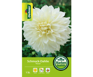 Dehner Blumenzwiebel Schmuck-Dahlie Fleurel, Weiß