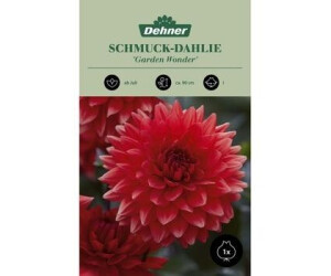 Dehner Blumenzwiebel Schmuck-Dahlie Garden Wonder, Rot