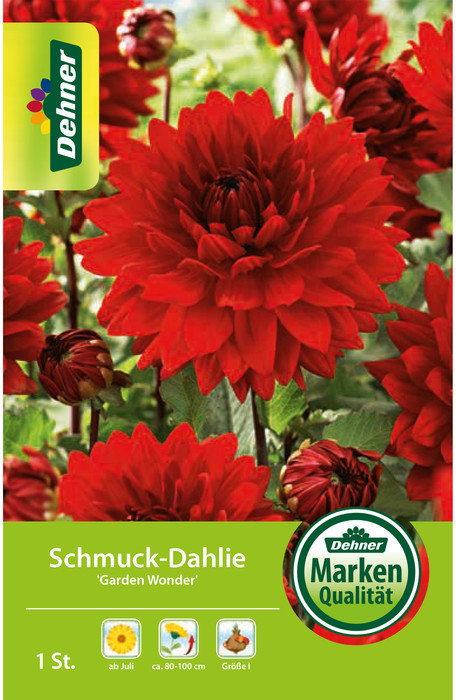 Dehner Dehner Blumenzwiebel Schmuck-Dahlie Garden Wonder, Rot - Product image 1 of 2