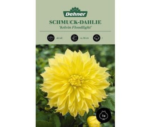 Dehner Blumenzwiebel Schmuck-Dahlie Kelvin Floodlight, Gelb