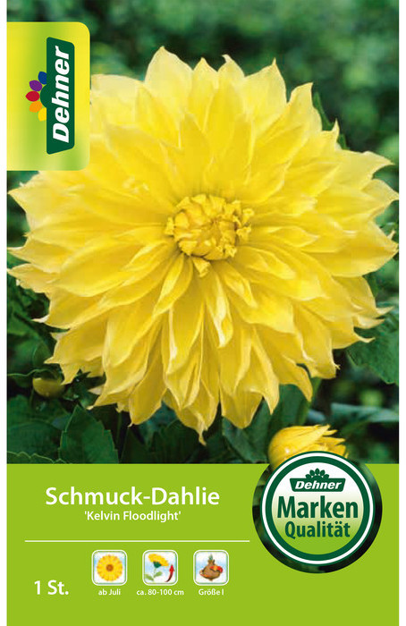 Dehner Dehner Blumenzwiebel Schmuck-Dahlie Kelvin Floodlight, Gelb - Product image 1 of 2
