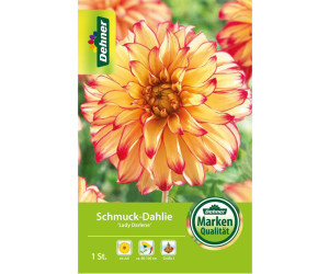 Dehner Blumenzwiebel Schmuck-Dahlie Lady Darlene, Gelb,Rot