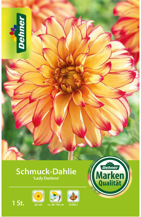 Dehner Dehner Blumenzwiebel Schmuck-Dahlie Lady Darlene, Gelb,Rot - Product image 1 of 2