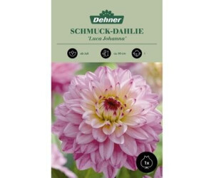 Dehner Blumenzwiebel Schmuck-Dahlie Luca Johanna, Gelb,Rosa