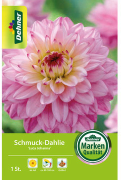 Dehner Dehner Blumenzwiebel Schmuck-Dahlie Luca Johanna, Gelb,Rosa - Product image 1 of 3