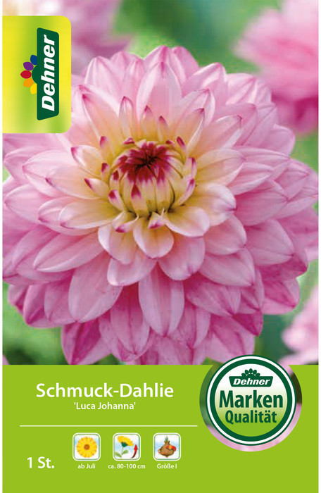 Dehner Dehner Blumenzwiebel Schmuck-Dahlie Luca Johanna, Gelb,Rosa - side view