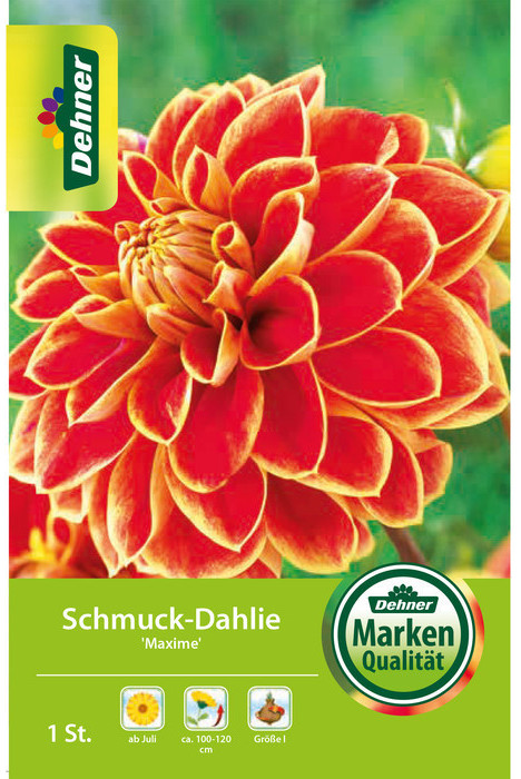 Dehner Dehner Blumenzwiebel Schmuck-Dahlie Maxime, Gelb,Rot - side view