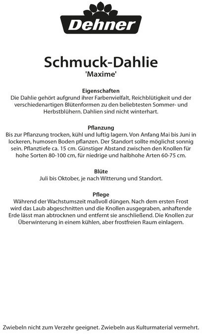 Dehner Dehner Blumenzwiebel Schmuck-Dahlie Maxime, Gelb,Rot - back view