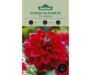Dehner Blumenzwiebel Schmuck-Dahlie Mr. Optimist, Rot