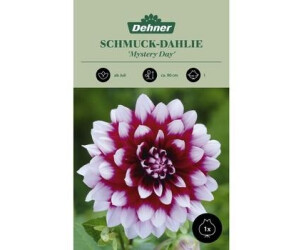Dehner Blumenzwiebel Schmuck-Dahlie Mystery Day, Dunkelrot,Weiß