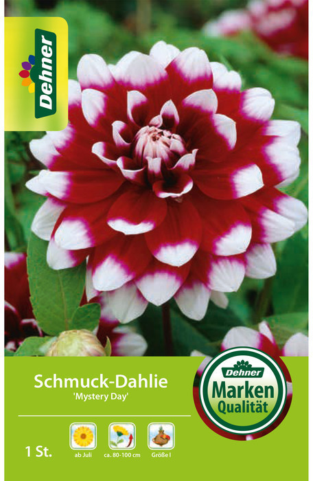 Dehner Dehner Blumenzwiebel Schmuck-Dahlie Mystery Day, Dunkelrot,Weiß - Product image 1 of 2