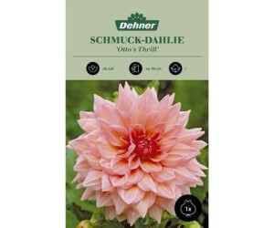 Dehner Blumenzwiebel Schmuck-Dahlie Ottos Thrill, Zartrosa,Pink