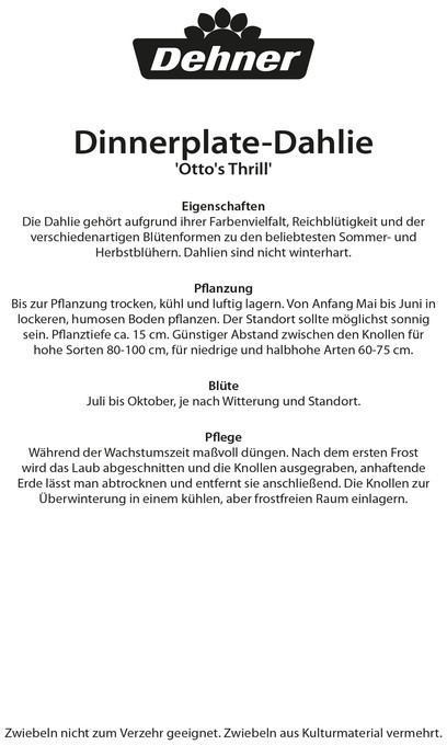 Dehner Dehner Blumenzwiebel Schmuck-Dahlie Ottos Thrill, Zartrosa,Pink - side view