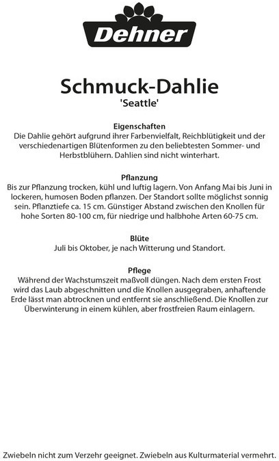 Dehner Dehner Blumenzwiebel Schmuck-Dahlie Seattle, Weiß,Gelb - side view