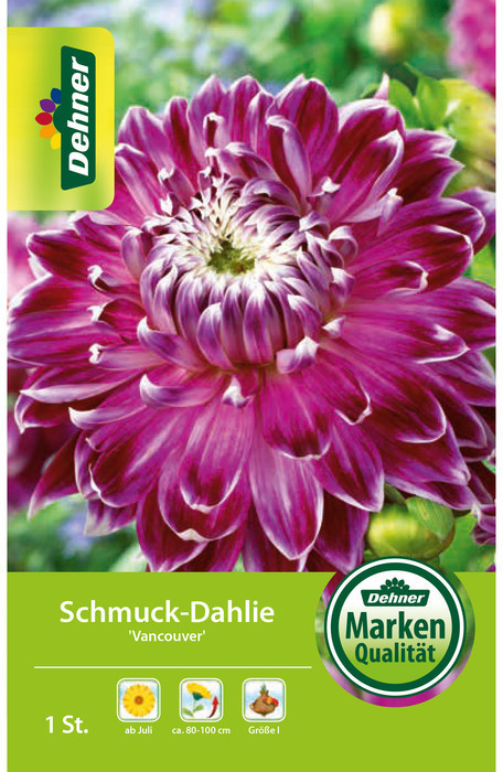 Dehner Dehner Blumenzwiebel Schmuck-Dahlie Vancouver, Lila - Product image 1 of 2