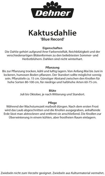 Dehner Dehner Blumenzwiebel Terrassendahlie Blue Record, Lila - back view