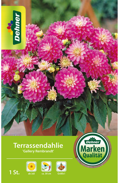 Dehner Dehner Blumenzwiebel Terrassendahlie Gallery Rembrandt, Pink - side view