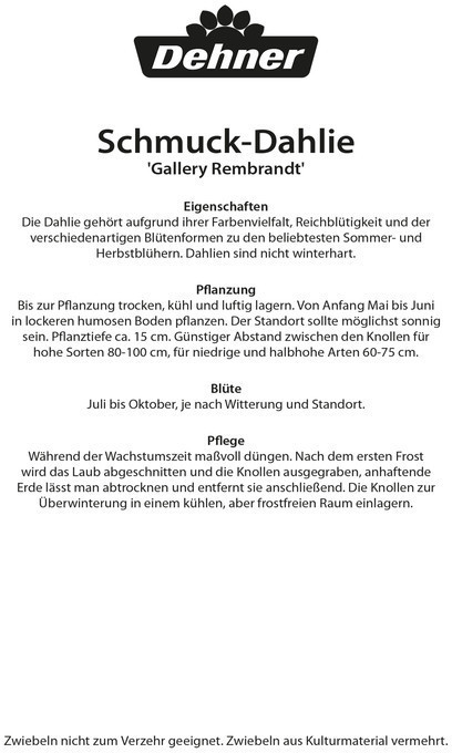 Dehner Dehner Blumenzwiebel Terrassendahlie Gallery Rembrandt, Pink - back view