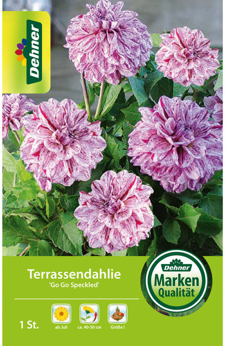 Dehner Dehner Blumenzwiebel Terrassendahlie Go Go Speckled, Lila,Weiß - Product image 1 of 2