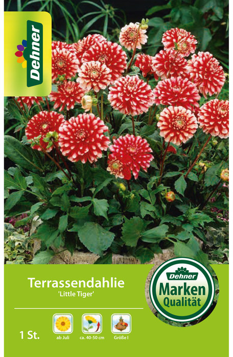 Dehner Dehner Blumenzwiebel Terrassendahlie Little Tiger, Rot,Weiß - side view