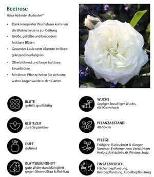 Dehner Dehner Beetrose Alabaster, Weiß - side view