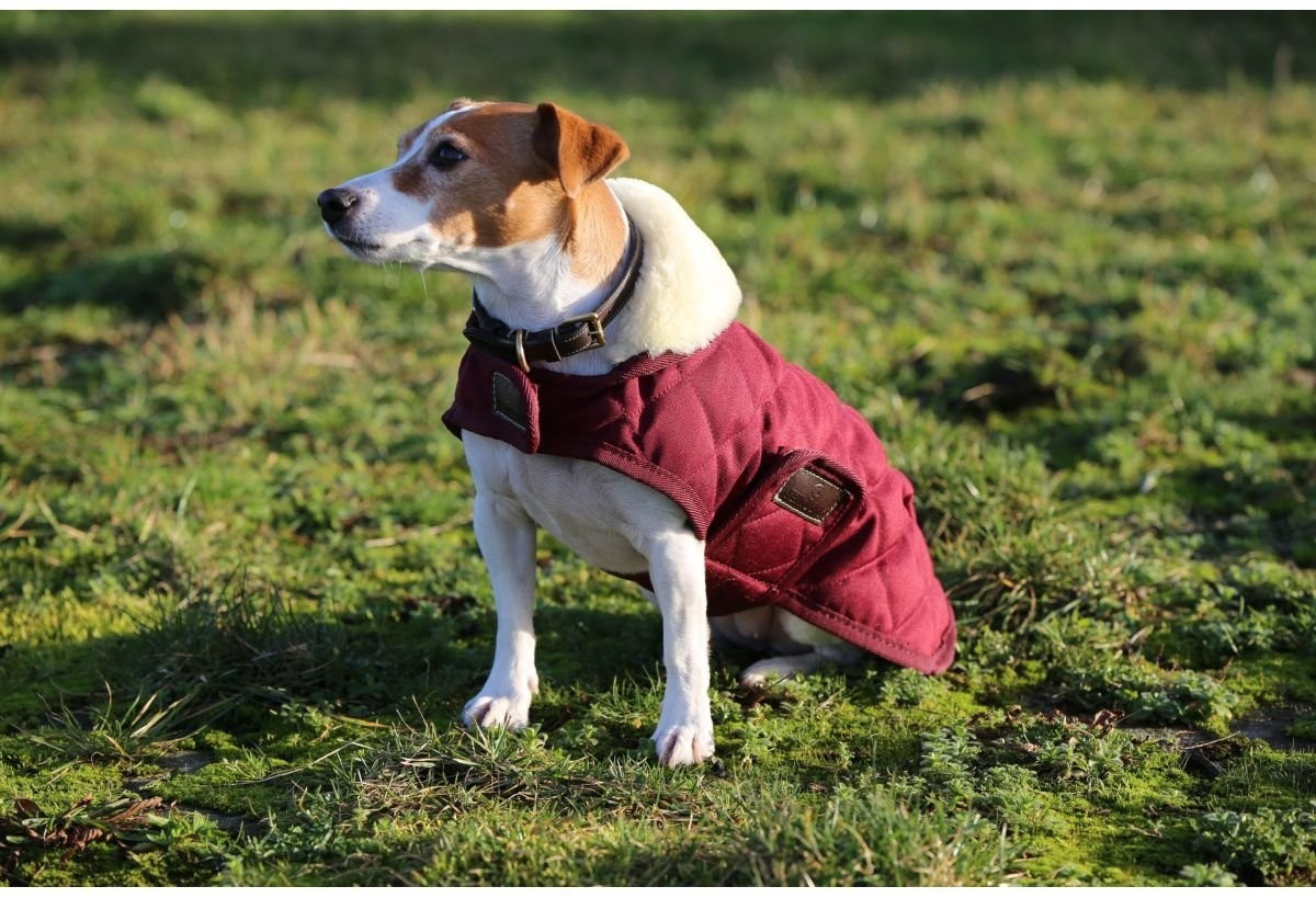 Kentucky Manteau pour chien XL Bordeaux Kentucky Manteau pour chien XL Bordeaux