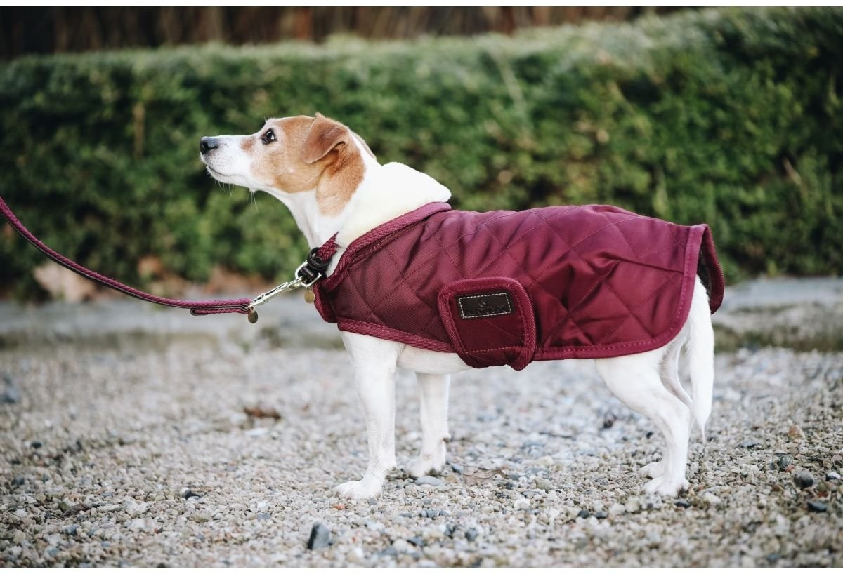 Kentucky Manteau pour chien XL Bordeaux Kentucky Manteau pour chien XL Bordeaux