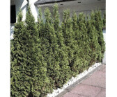 Lebensbaum "Smaragd" C1 Thuja occidentalis smaragd Höhe ca 20-30 cm