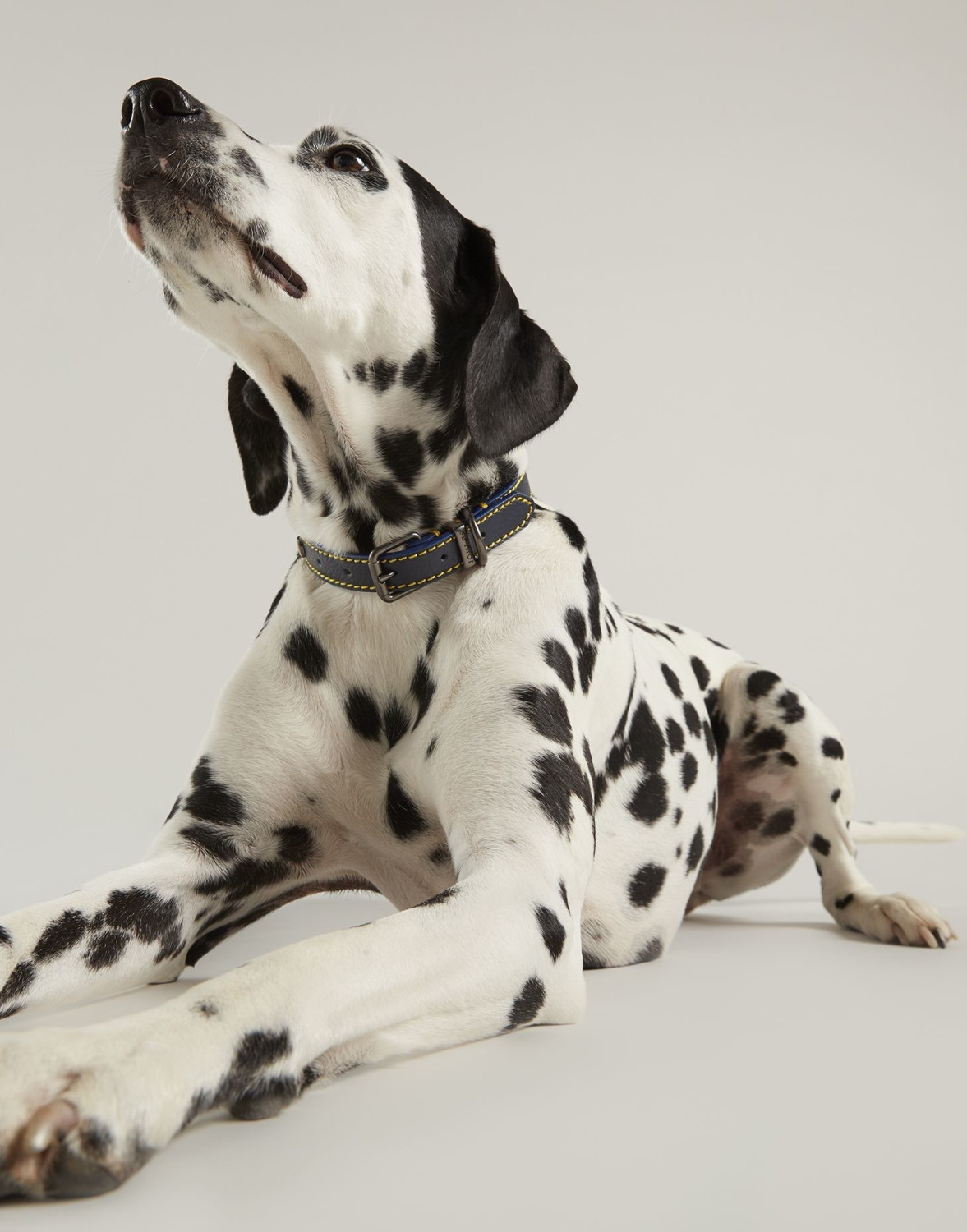 Joules Collier pour chien Large Joules Collier pour chien Large